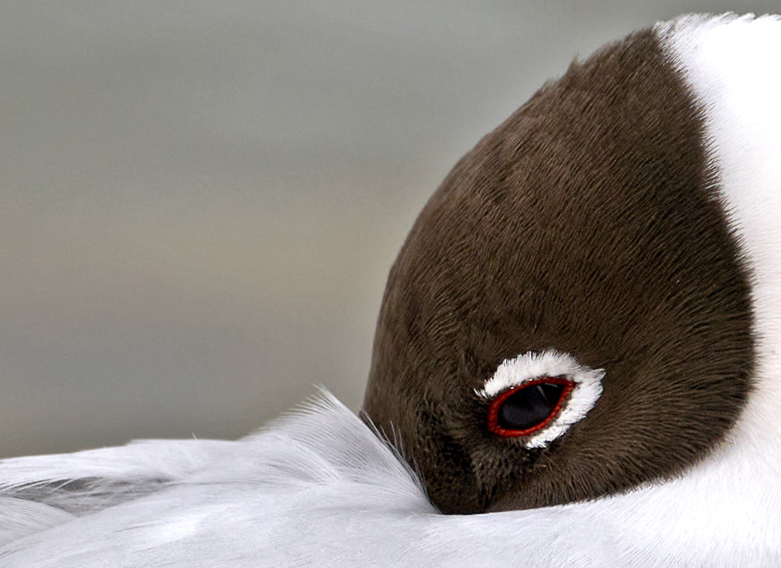 Black headed gull close up