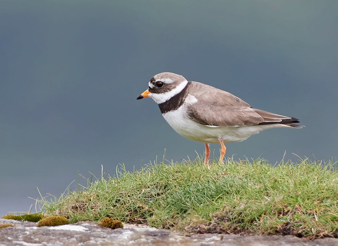 Ringed plover on the Isle of Mull
