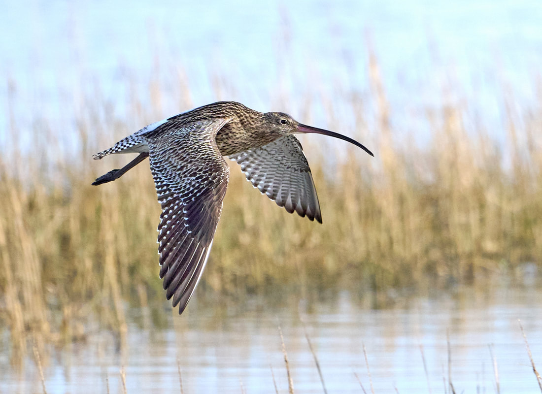 Curlew in flight over reed beds