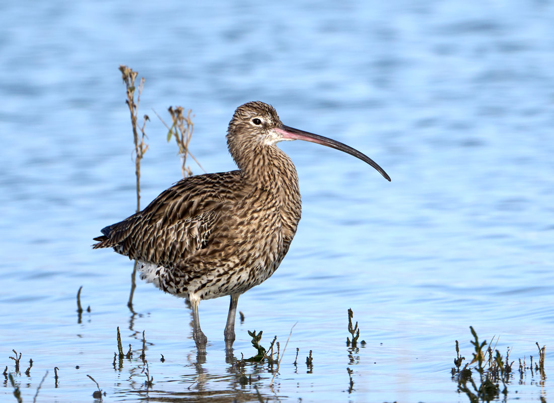 Curlew standing in water