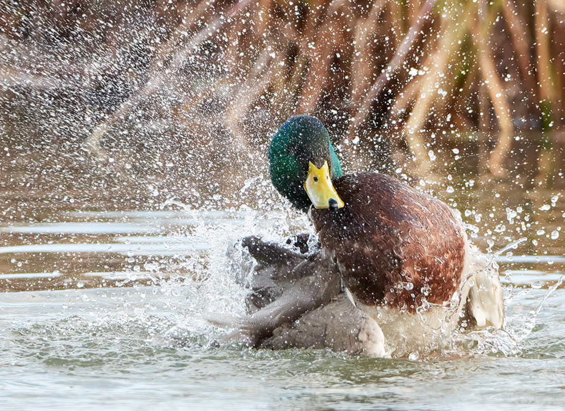 Mallard duck washing at WWT Arundel Wetland Centre