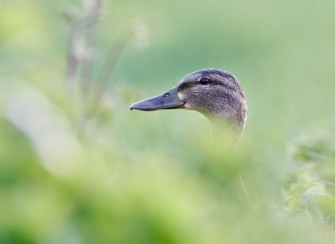 Female mallard duck in field in East Preston