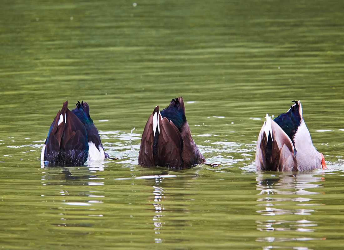 Three mallards at Swanborne Lake in Arundel