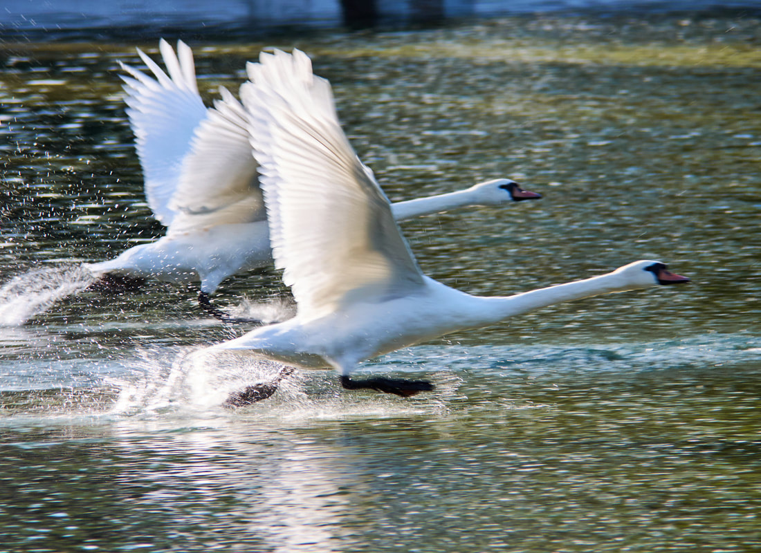 Mute swans in flight at Swanborne Lake in Arundel