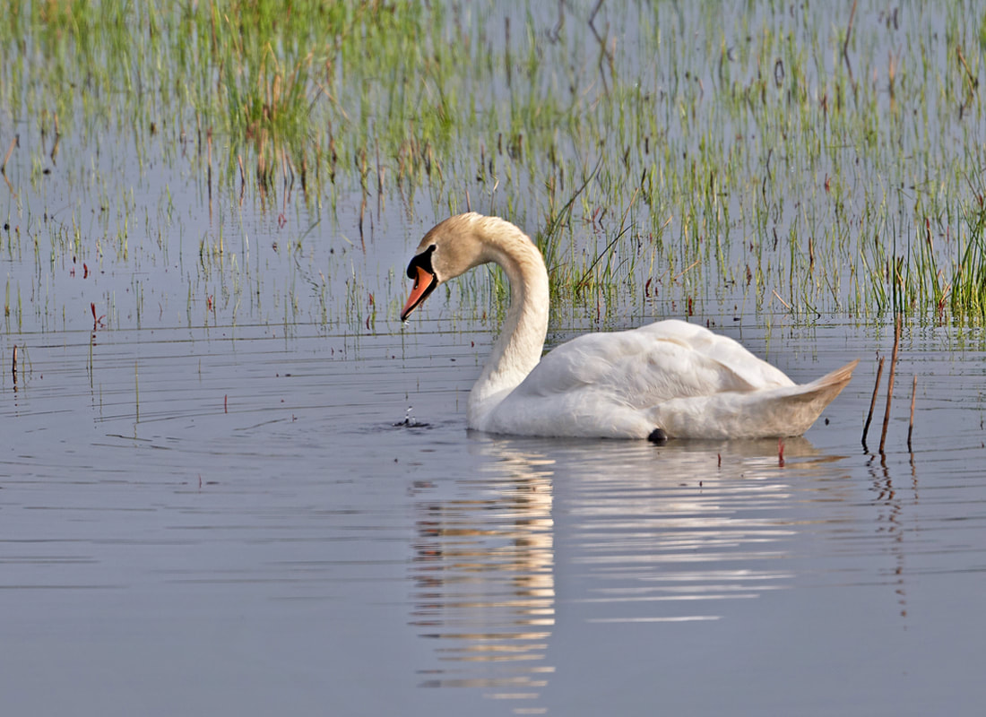 Mute swan swimming in the wetlands at RSPB Pulbourough nature reserve