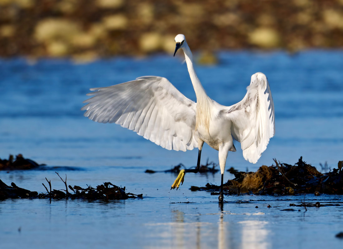 Little egret on East Preston beach