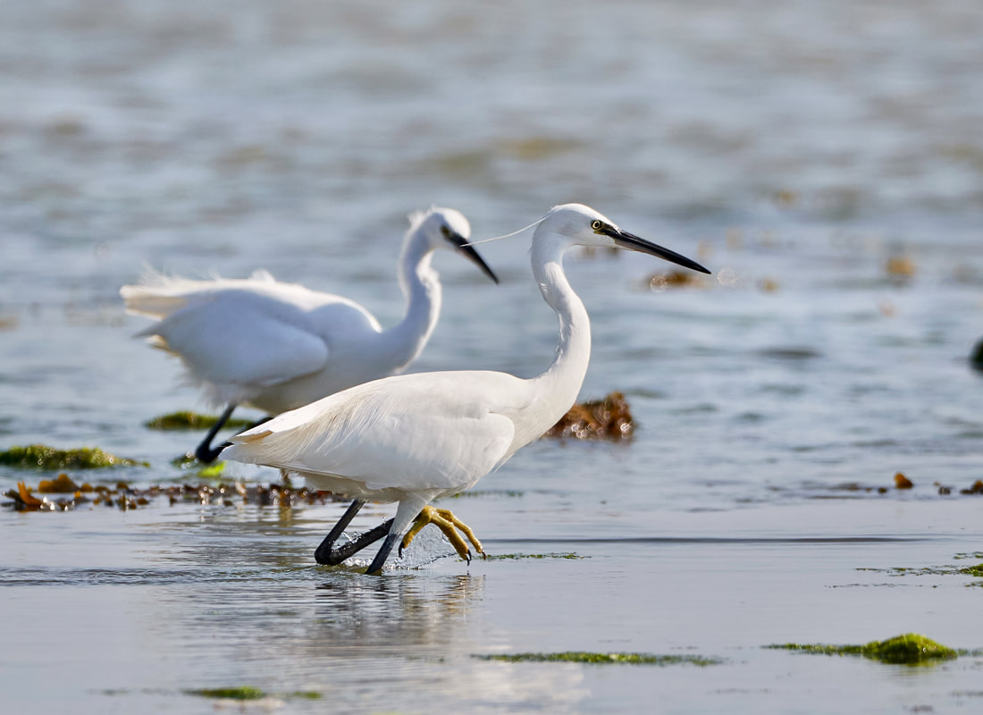 Litle egrets wading on East Preston beach