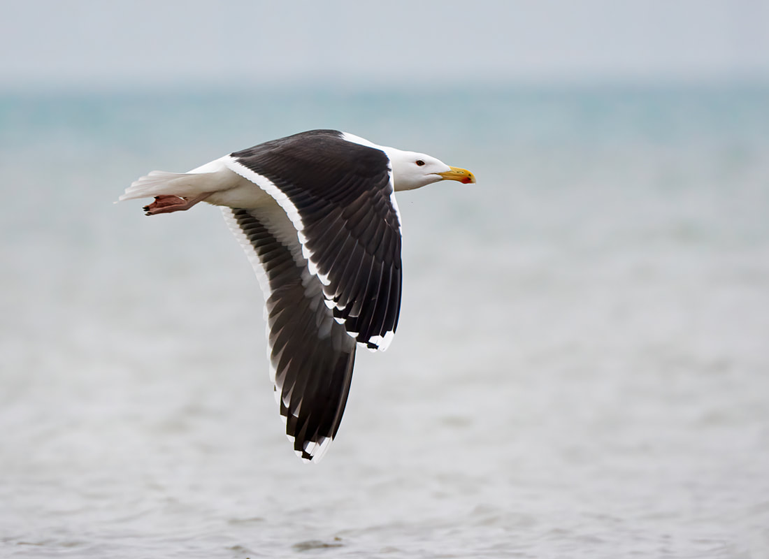 Great black backed gull in flight