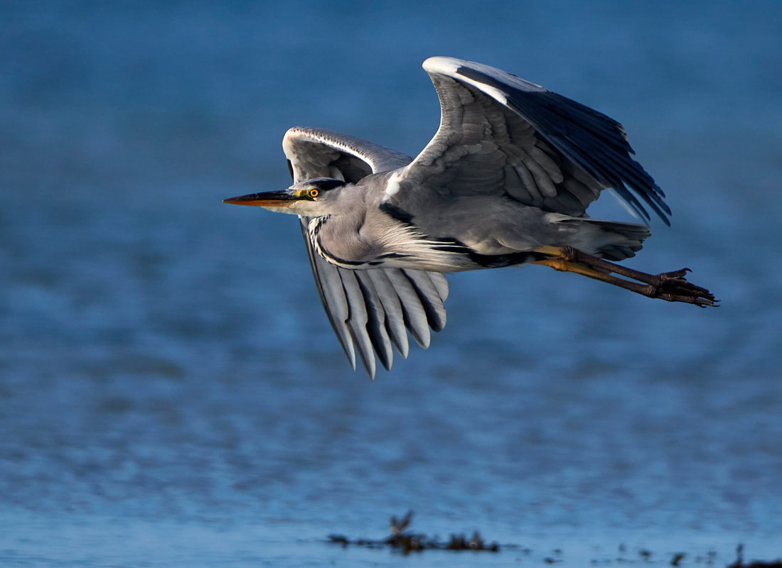 Grey heron in flight on East Preston beach