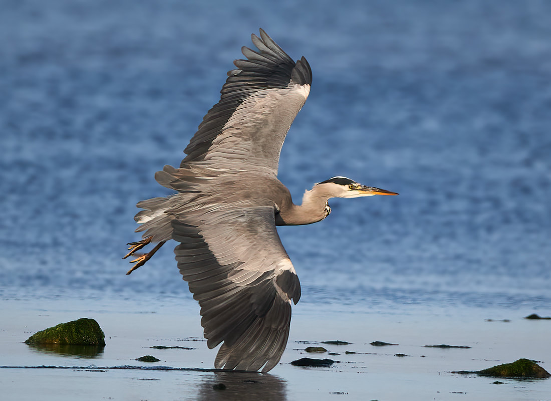 Grey heron in flight over East Preston beach