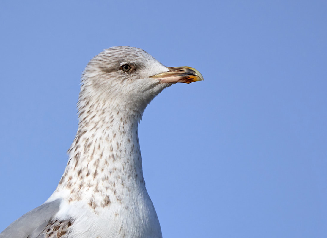 Herring gull close up