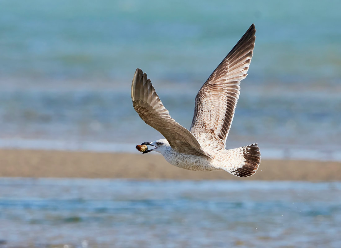 Herring gull flying over the sea