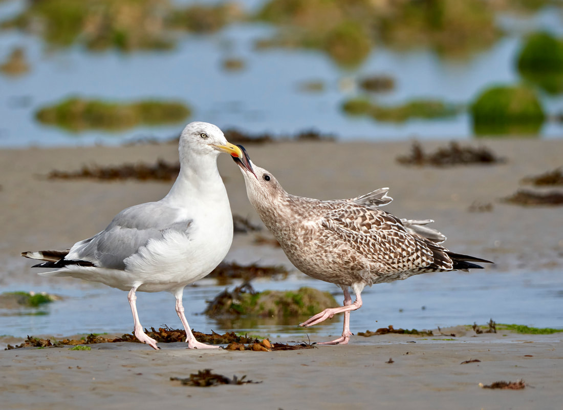 Herring gull feeding juvenile