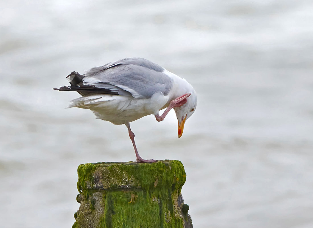 Herring gull standing on a post
