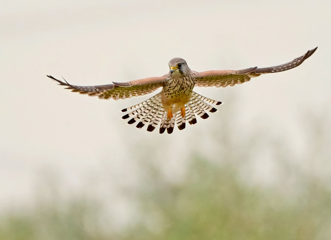 Kestrel, falcon, bird of prey