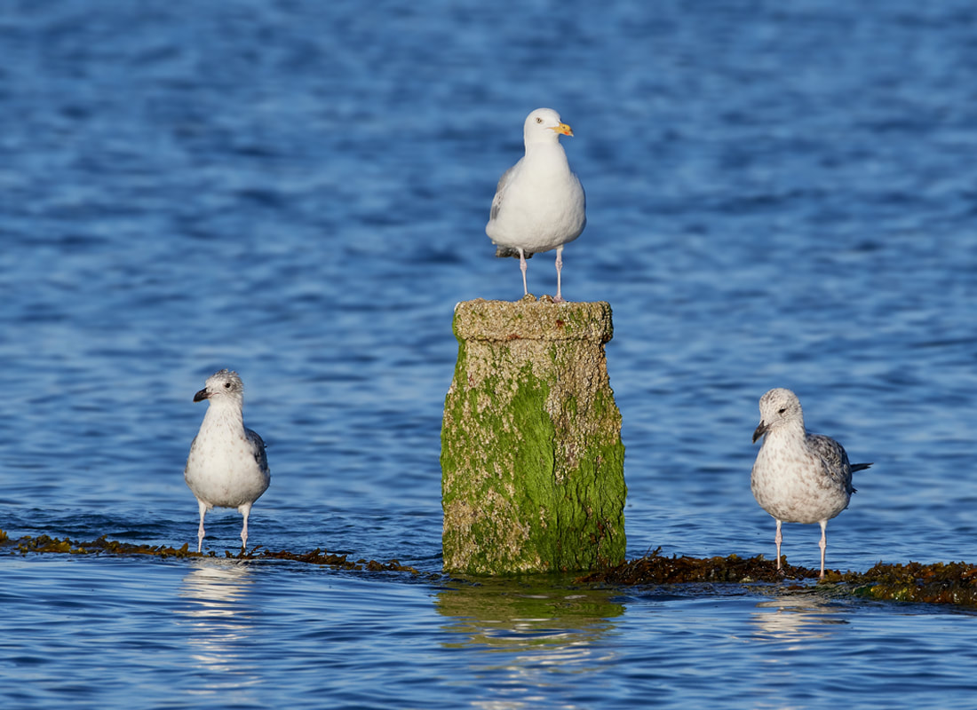 Herring gulls standing on a groyne