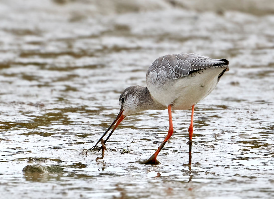 Spotted redshank feeding in the mudflats at RSPB Pagham Harbour
