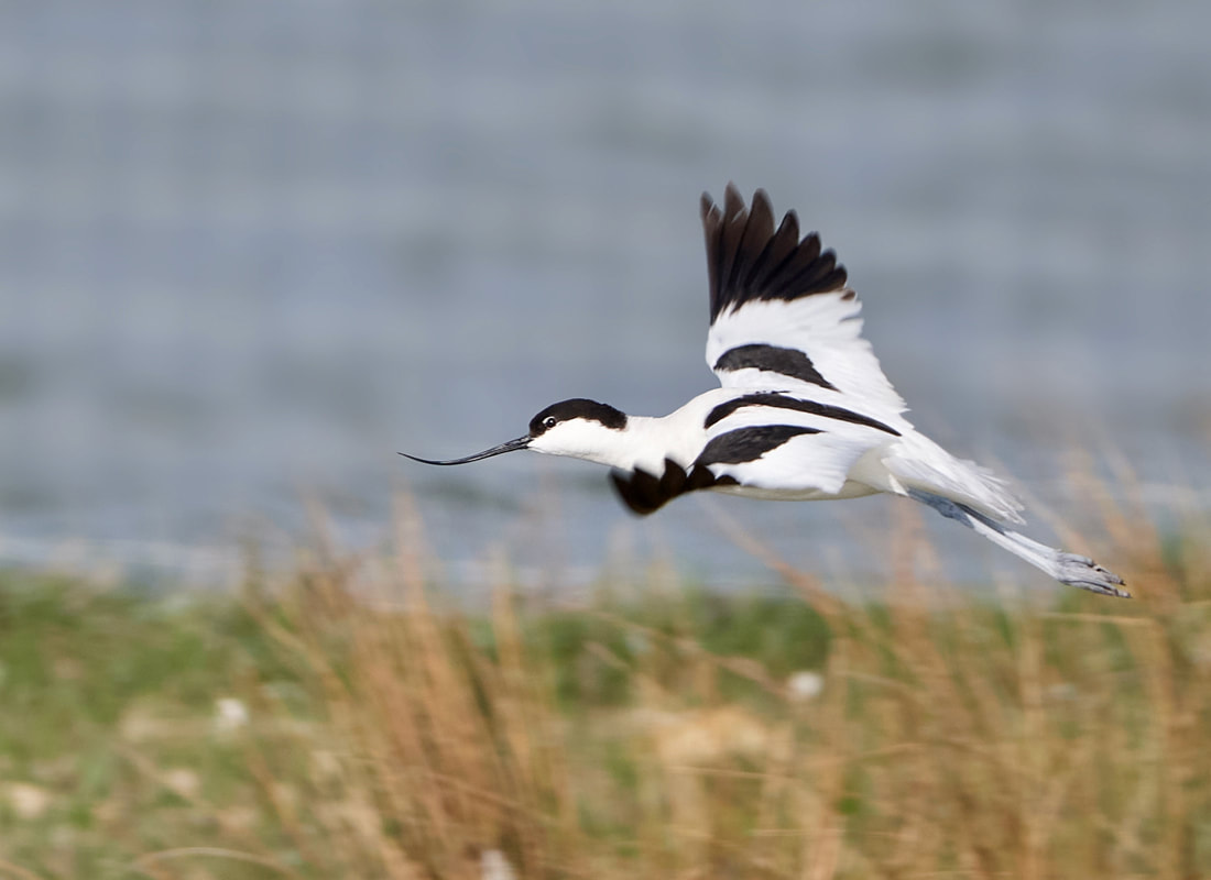 Avocet in flight at Keyhaven nature reserve