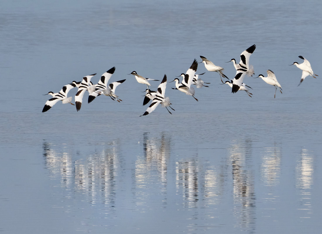 Avocets flying over the Ferry Pool at RSPB Pagham Harbour nature reserve
