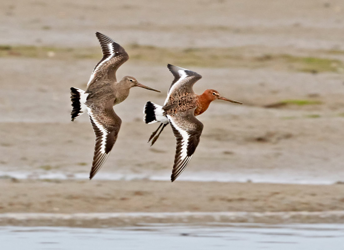 Black tailed godwits flying over the mudflats at RSPB Pagham Harbour nature reserve