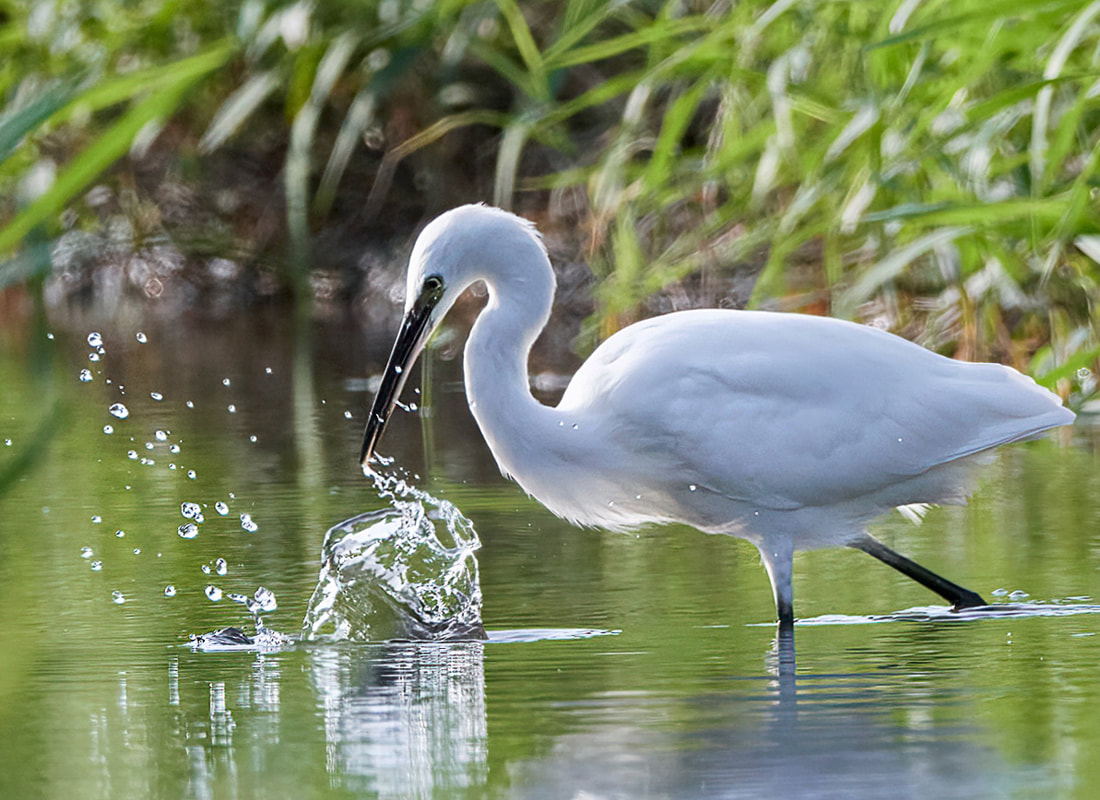 Little egret fishing in Ferring Rife