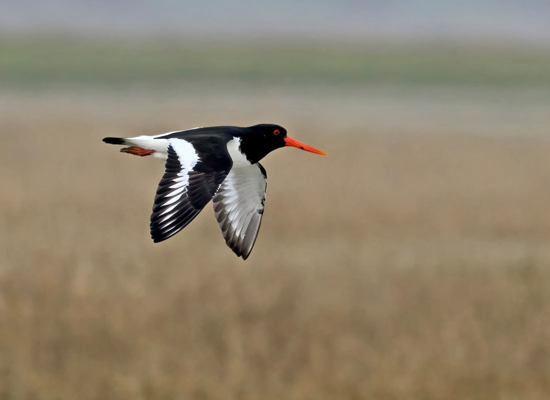 Oystercatcher in flight at RSPB Pagham Harbour