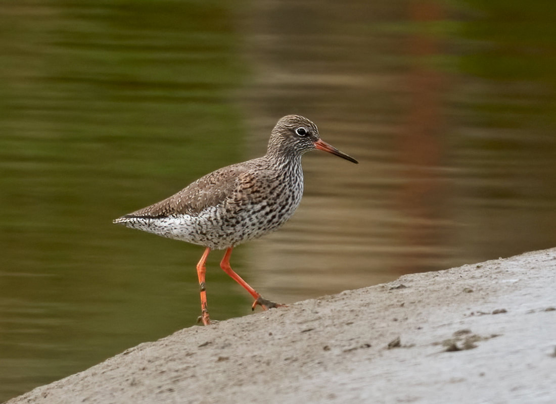Redshank on the mudbank at RSPB Pagham Harbour