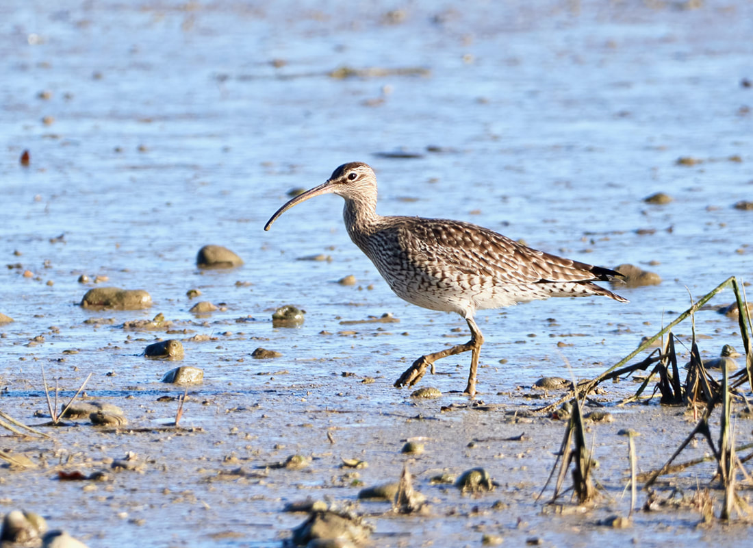 Whimbrel in the salt marsh at RSPB Pagham Harbour nature reserve