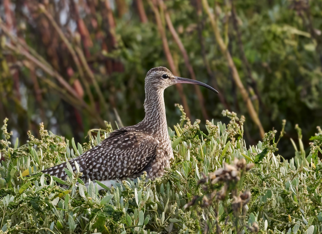 Whimbrel sitting in grassland at RSPB Pagham Harbour