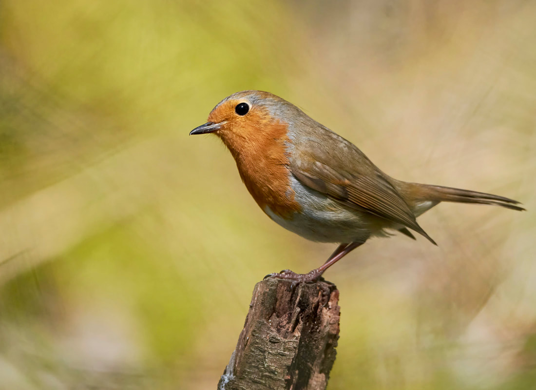 Robin, robin red breast