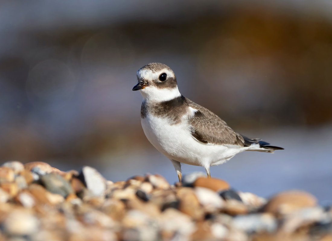 Ringed plover on the shingle on East Preston beach