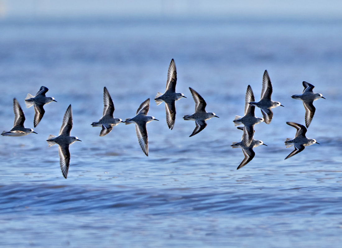 Sanderlings in flight over the sea