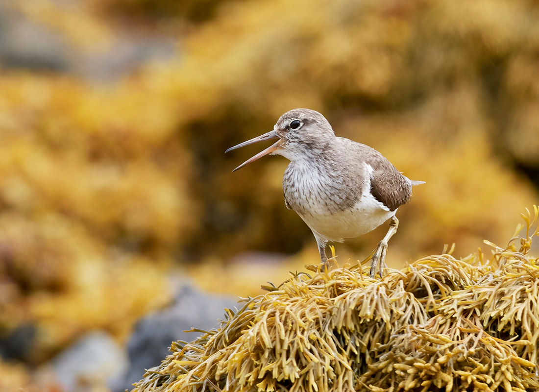 Sandpiper on the Isle of Mull